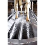 Pédiluve Electrique pour Bovins