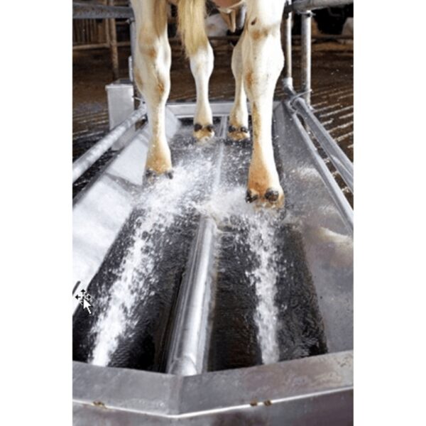 Pédiluve Electrique pour Bovins