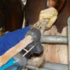 Tondeuse Tailwell 2 tondeuse pour queue de vache – Image 3