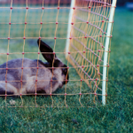 Filet Electrifié pour Lapin