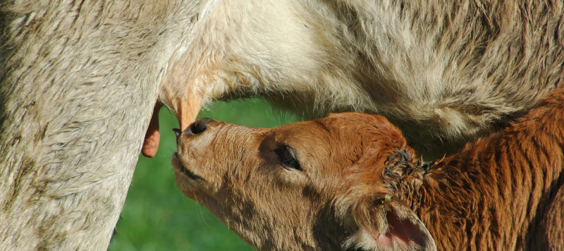 colostrum