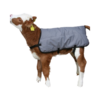 Manteau pour Veau