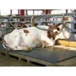 Tapis Quieta pour Logette
