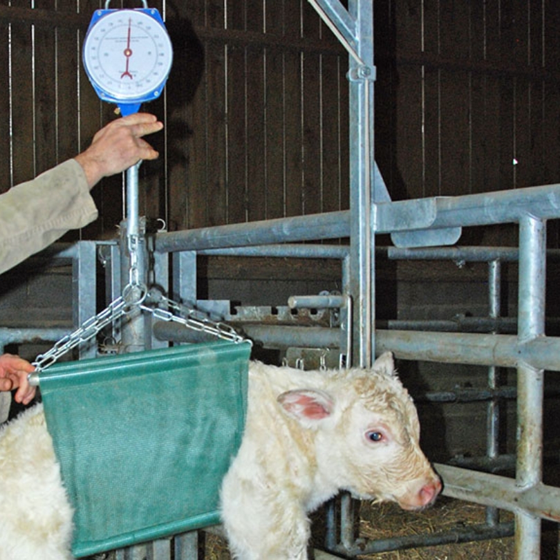 Écharpe De Pesée Pour Veaux, Agneaux, Chèvres - Suspendue, Réglable, Jusqu'à 100 Kg
