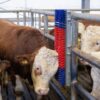 Brosse à vache HAPPYCOW – Image 3