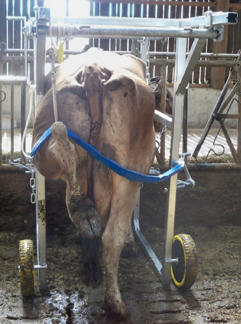 Cage de Parage sur Cornadis – Image 2