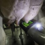 Chariot Mobile -Brosse de nettoyage- Lavage et Désinfection des Trayons