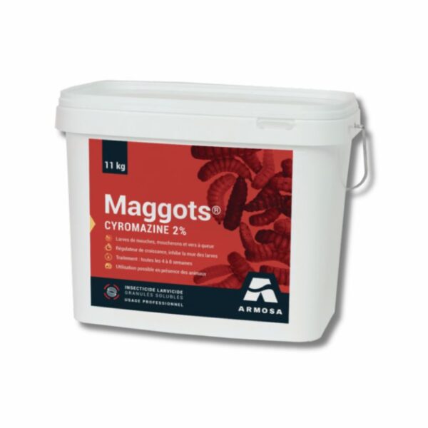 maggots