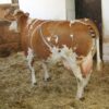 Bandage Prolapsus – Image 3