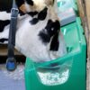 Abreuvoir collectif autonettoyant Clean-Flow 230 – Image 2