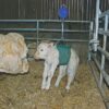 Potence pèse veaux à la naissance – Image 3