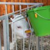 Seau à veau 8 Litres avec Soupape Hygiénique – Image 3