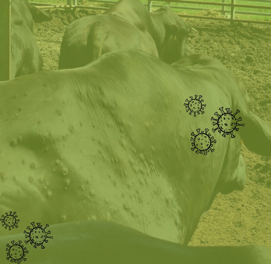 slider-mobile-dermatose-nodulaire (2)