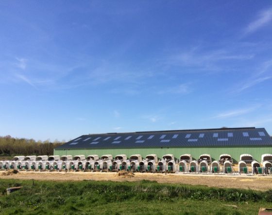 meilleur-niche-pour-veaux