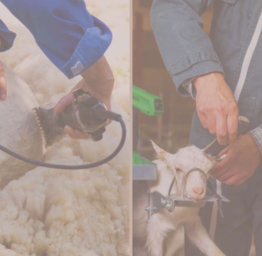 slider-mobile-ecornage-tonte